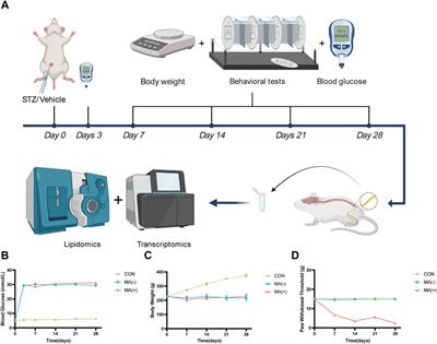 Multi-omics analysis revealed the role of CYP1A2 in the induction of mechanical allodynia in type 1 diabetes